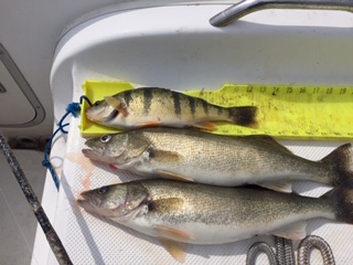 Water Dogs~ Perch Report-img_0825-jpg