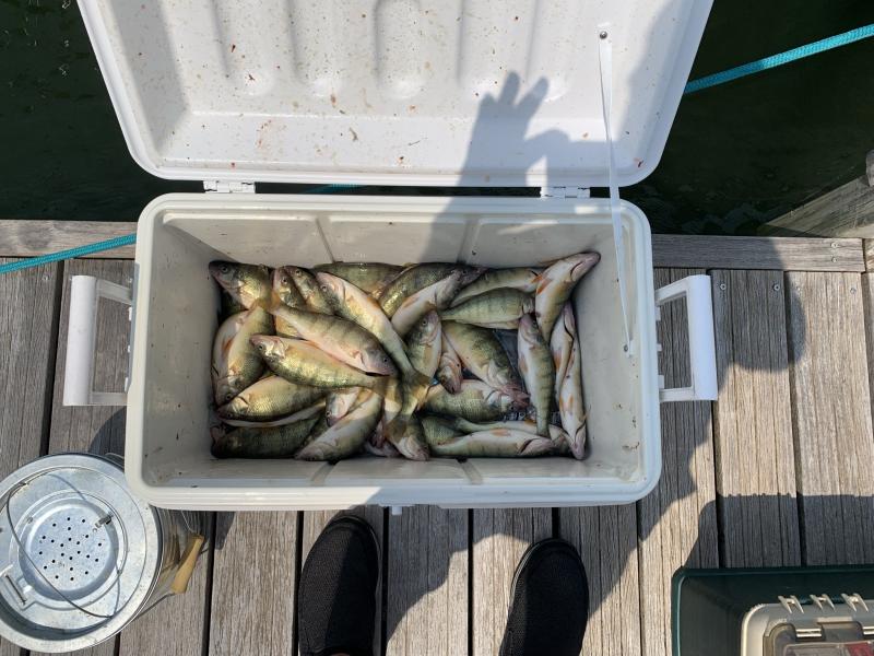 Perch Report  7/27/21.   North of Catawba-perch21-jpg