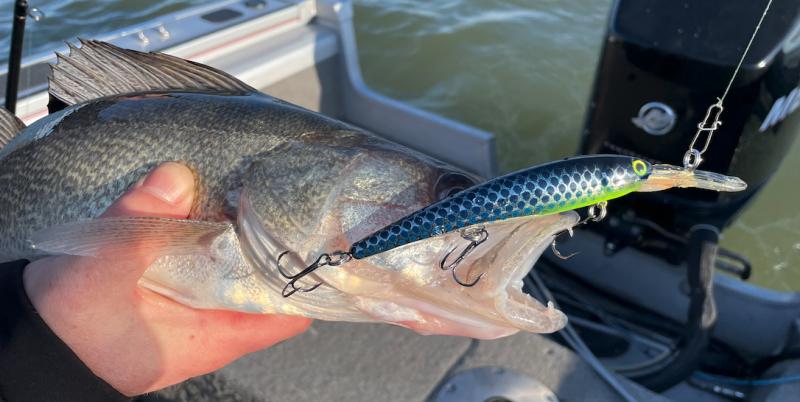 Saturday Morning Report - Jigging then Trolling-blueberry-buckle-fish_april_2022-jpg