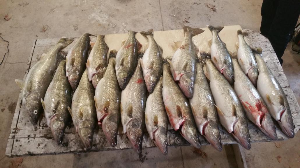Winter walleyes out of huron-20221221_135443-jpg
