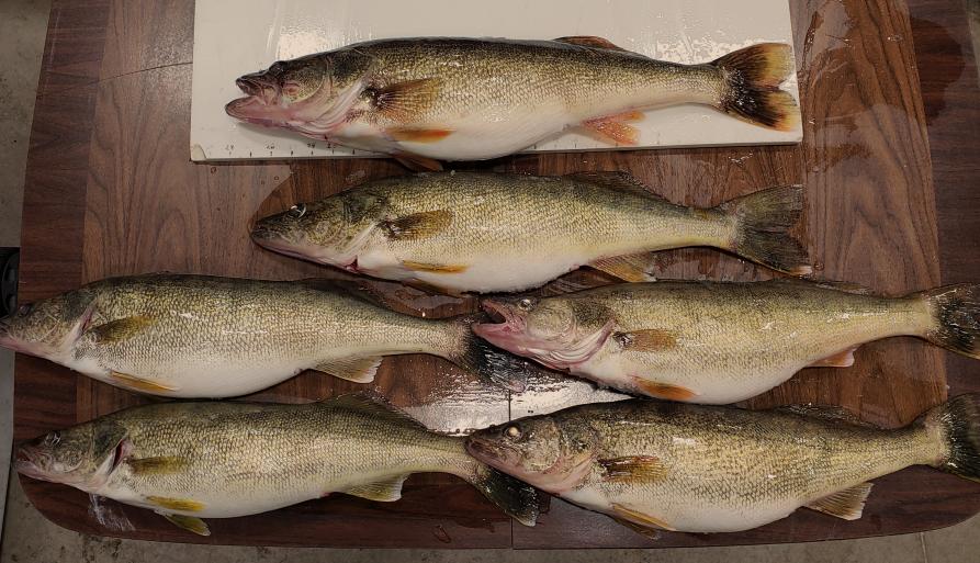 Winter walleyes out of huron-walleye-pic-12-7-22-jpg