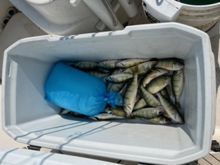 Wednesday 8-9-2023 G can 30 more yellow perch-8-9-2023-perch-jpg