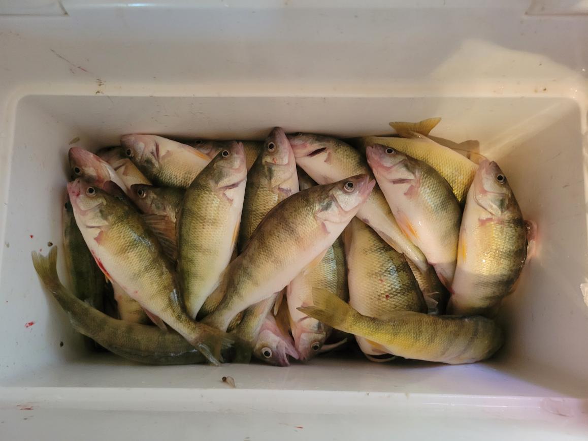 Finally out for Perch from Catawba-blake-rick-limits-20230813_122158-jpg