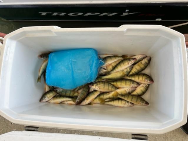Sunday 8-20-2023 30 more yellow gold G can has been good to me-8-20-2023-perch-jpg