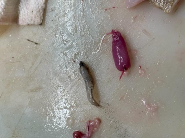 Gobio and  a Red worm from the gut pile of 8-20-23-gobie-jpg