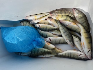 10 2 2023 21 yellow gold SE of G can 22 fow (4 hours today)-10-2-2023-perch-jpg