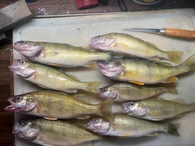 Water Dogs yellow gold perch report-6-4-2024-yellow-gold-jpg