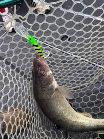 Fishing with Ken...11/21/2025-ken-sharkey-11_21_258-jpg