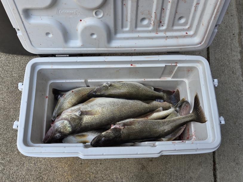 Great size and limit at Cedar Point-walleye-cooler-jpg