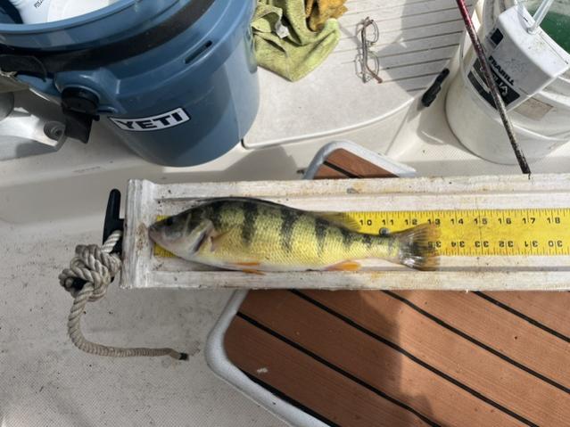 Looking for Yellow Gold  (the good, the bad and the ugly) 9-9-2026-hog-perch-jpg